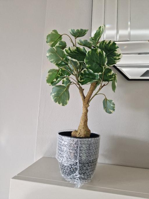 Buy & Sell Scholes Rotherham - Photos for New artificial plant