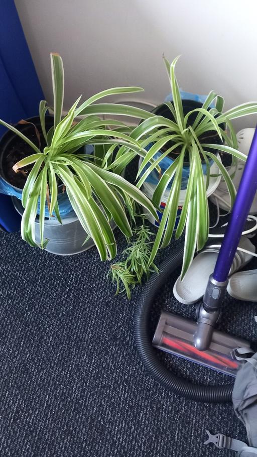 Buy & Sell Whitwood Mere Wakefield - Photos for plant