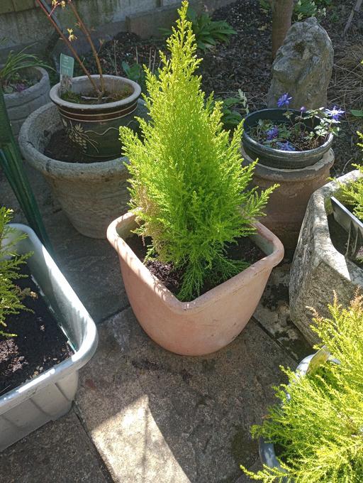 Buy & Sell Brierley Hill Dudley - Photos for GOLD CREST TREE IN POT