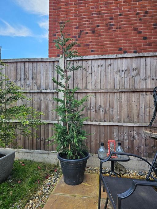 Buy & Sell Whittington Lichfield - Photos for Leylandii Tree 🌳 and pot 😋