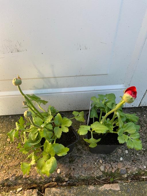 Buy & Sell Stirchley Birmingham - Photos for Ranunculus