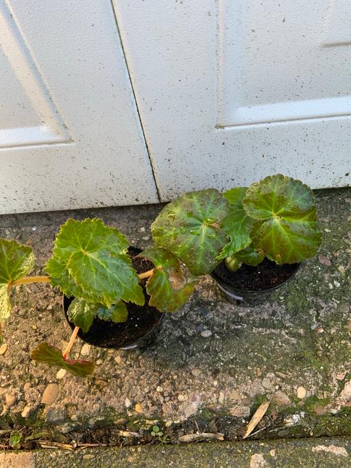 Buy & Sell Bournville Birmingham - Photos for Trailing begonias Apricot