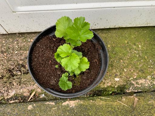 Buy & Sell Stirchley Birmingham - Photos for Germ TotallyTangerine