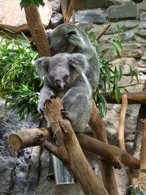 Buy & Sell Hall Green Birmingham - Photos for wood (timber cut to 1 foot).