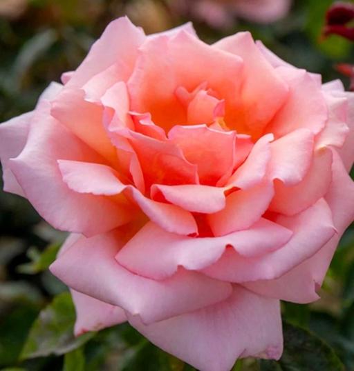 Buy & Sell Alum Rock Birmingham - Photos for Aloha climbing rose plant