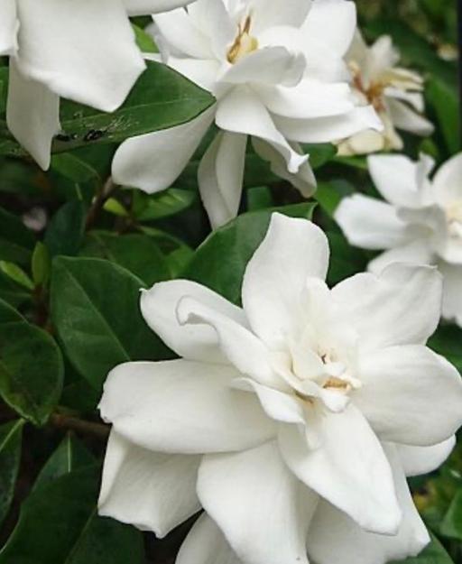 Buy & Sell Alum Rock Birmingham - Photos for Indoor Jasmine plants