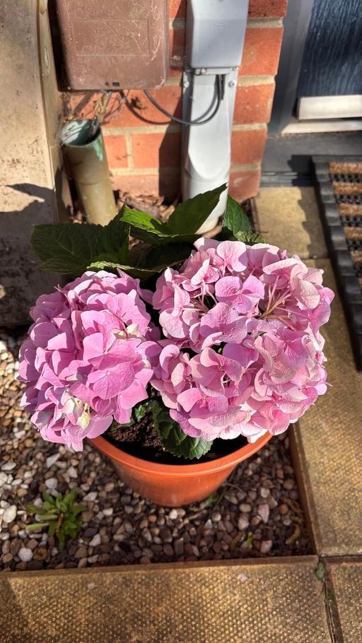 Buy & Sell Alum Rock Birmingham - Photos for Hydrangea plant