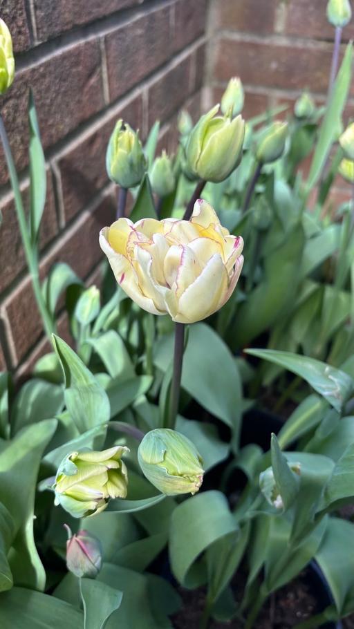 Buy & Sell Saltley Birmingham - Photos for Double Shirley tulip plant