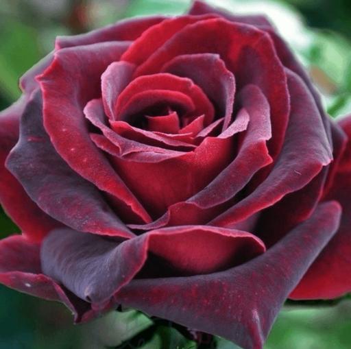 Buy & Sell Saltley Birmingham - Photos for Black Baccara bush rose plant