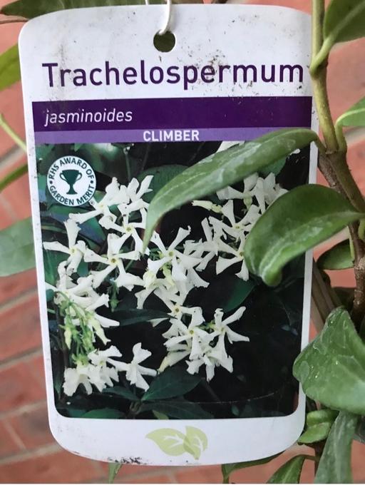 Buy & Sell Alum Rock Birmingham - Photos for Strong fragrant Jasmine plant