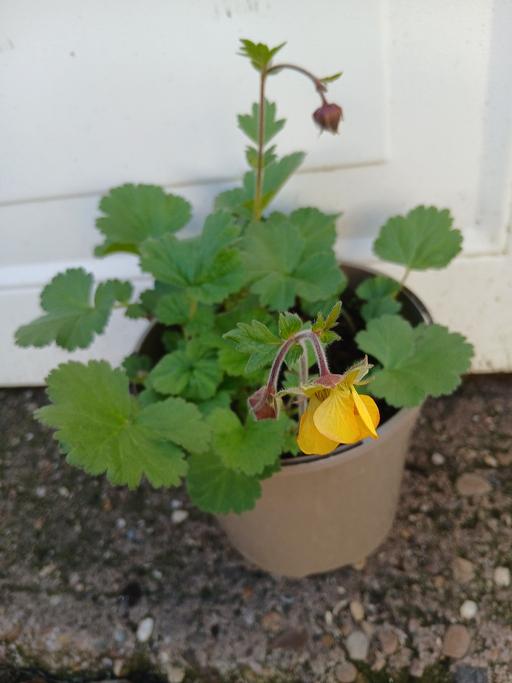 Buy & Sell Kings Heath Birmingham - Photos for Yellow geum