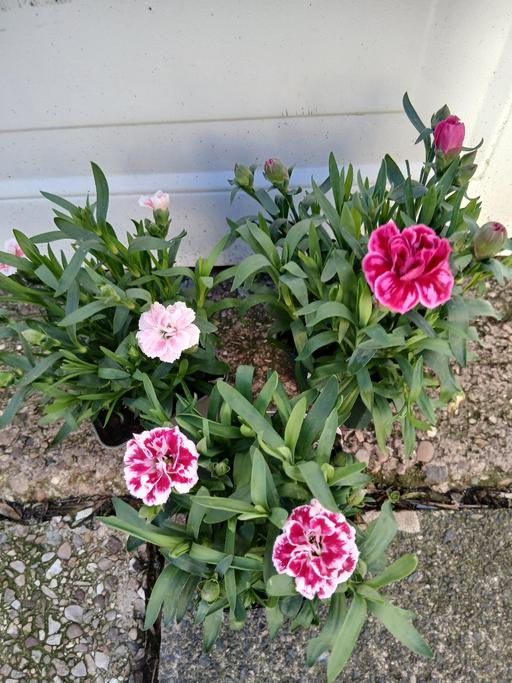 Buy & Sell Stirchley Birmingham - Photos for Dianthus