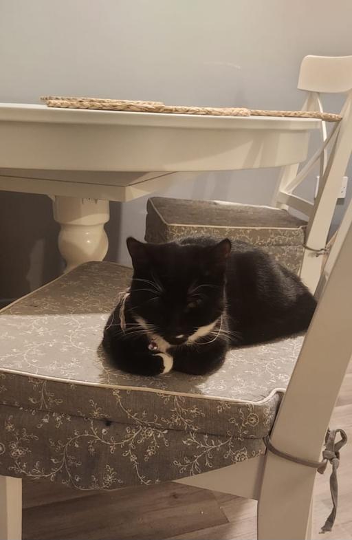 Buy & Sell Premier Business Park Walsall - Photos for two cats for free