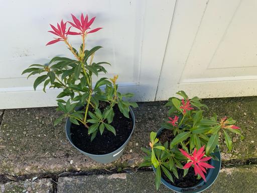 Buy & Sell Kings Heath Birmingham - Photos for Shrub Pieris