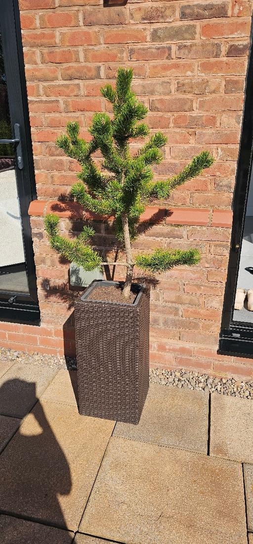 Buy & Sell Kingswinford Dudley - Photos for 3ft monkey puzzle tree
