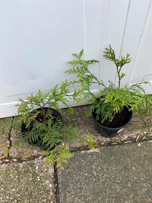 Buy & Sell Kings Heath Birmingham - Photos for Leyland Cypress