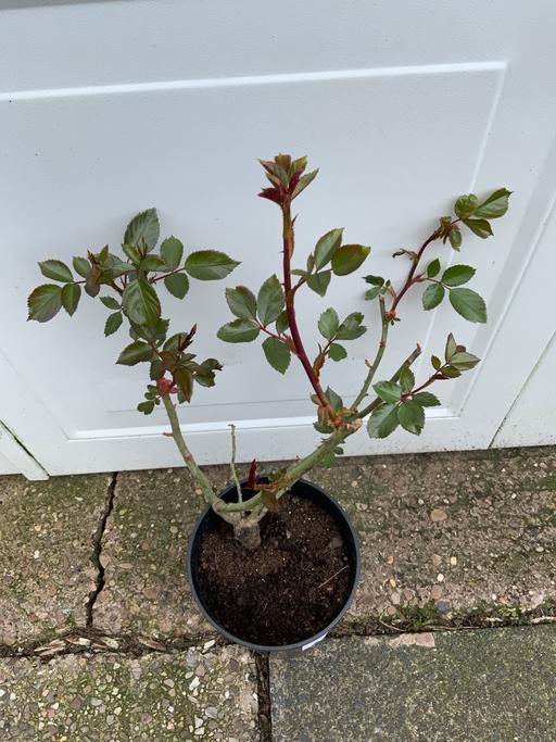 Buy & Sell Stirchley Birmingham - Photos for Rose