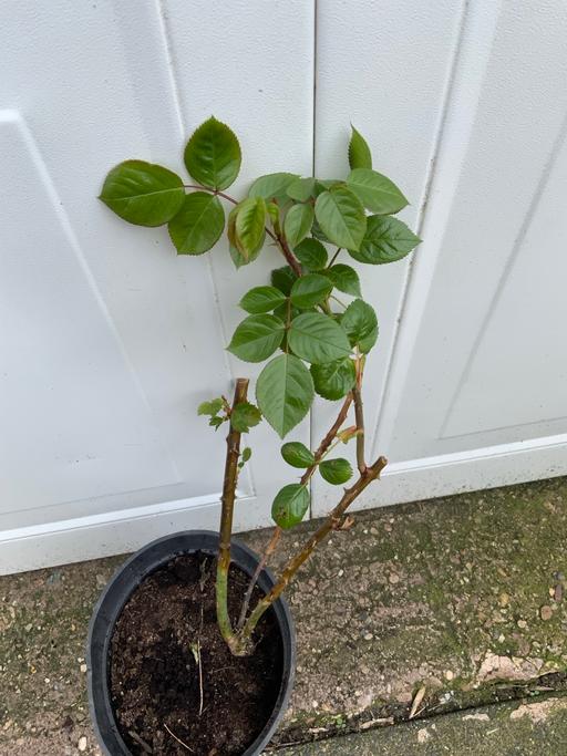 Buy & Sell Kings Heath Birmingham - Photos for Golden Rain rose