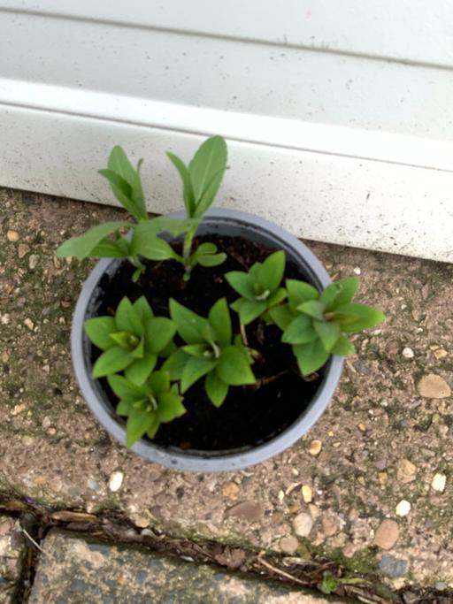 Buy & Sell Stirchley Birmingham - Photos for Lysimachia Clethroides