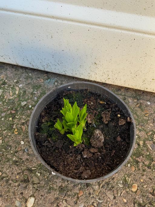 Buy & Sell Kings Heath Birmingham - Photos for Liatris’s spicata mix