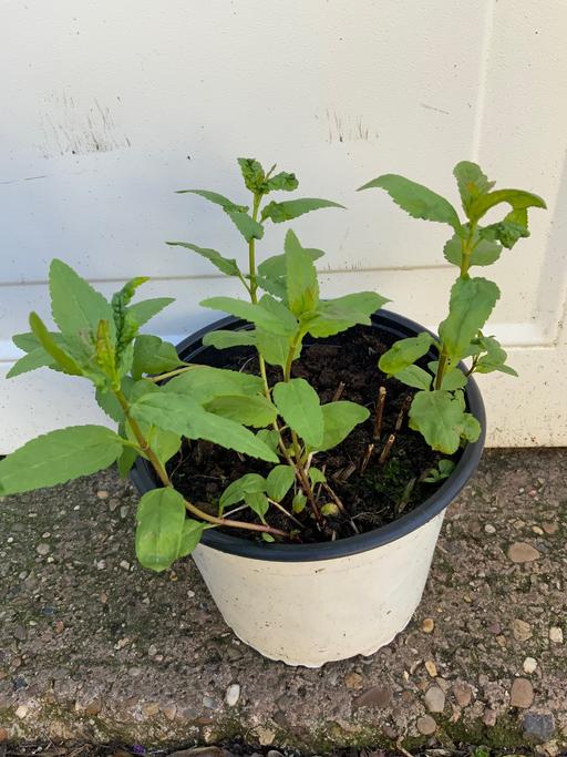 Buy & Sell Stirchley Birmingham - Photos for Perennial Veronica longifolia