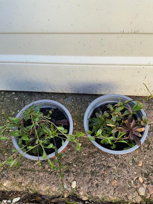 Buy & Sell Stirchley Birmingham - Photos for Alpines Arabis sempervivens