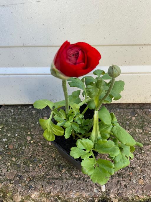 Buy & Sell Bournville Birmingham - Photos for Ranunculus