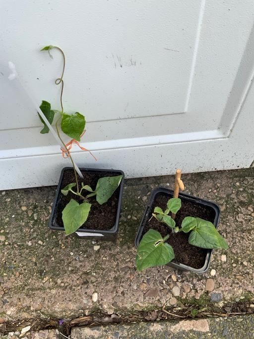 Buy & Sell Moseley Birmingham - Photos for Climbers Thunbergia Alata Sunny Susy