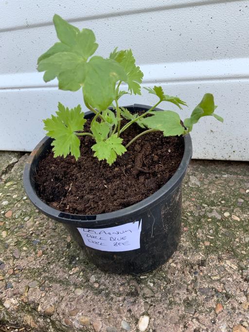 Buy & Sell Kings Heath Birmingham - Photos for Delphinium Magic Fountains