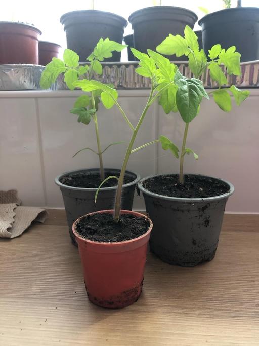 Buy & Sell Stow Heath Wolverhampton - Photos for Tomato plants 🍅