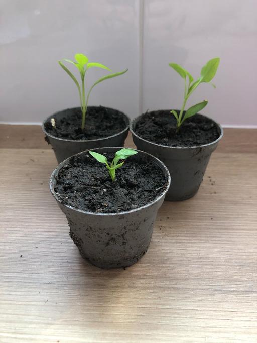 Buy & Sell Stow Heath Wolverhampton - Photos for Pepper plants🫑
