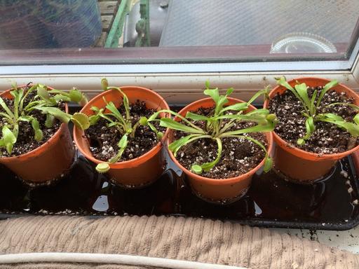 Buy & Sell Stow Heath Wolverhampton - Photos for Venus flytrap