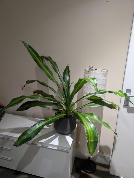 Buy & Sell Tooting Bec South West London - Photos for Dracaena fragrans plant with pot
