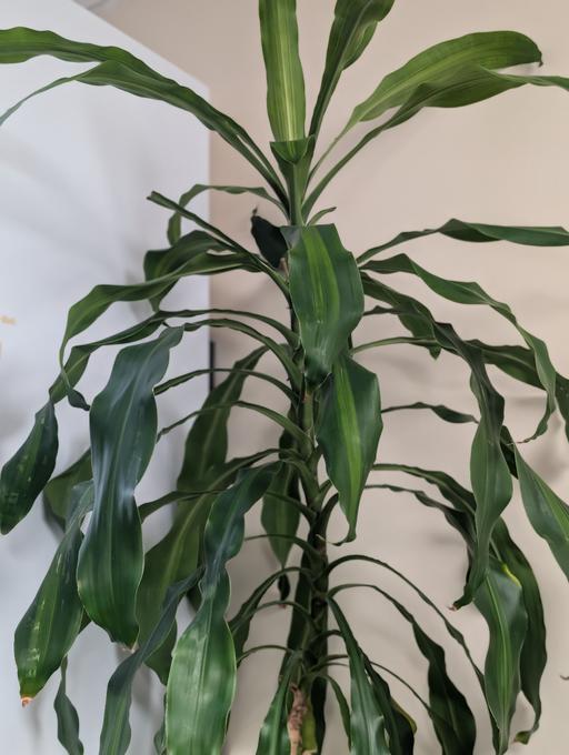 Buy & Sell Tooting Bec South West London - Photos for Dracaena fragrans plant with pot