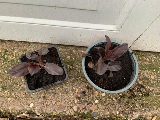 Buy & Sell Kings Heath Birmingham - Photos for Lysimachia Firecracker