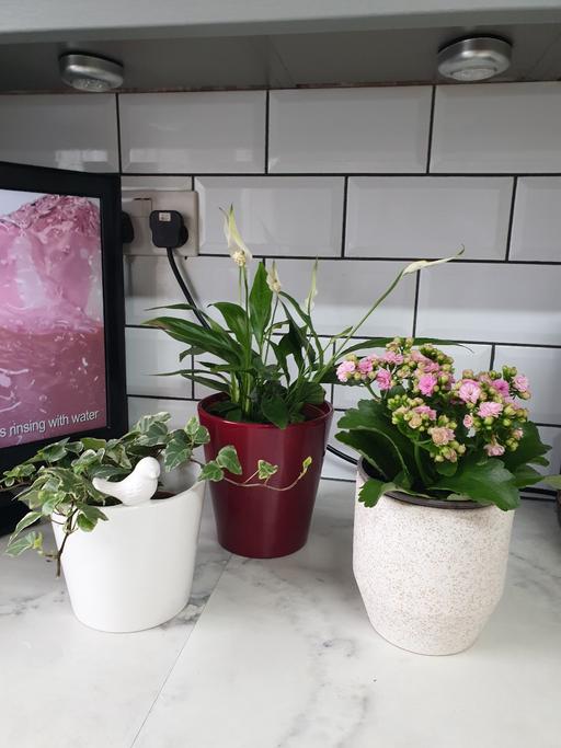 Buy & Sell Kings Norton Birmingham - Photos for 3 real plants in pots