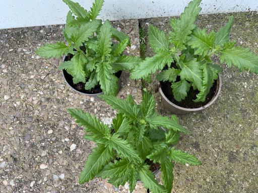 Buy & Sell Kings Heath Birmingham - Photos for Bedding Special verbena
