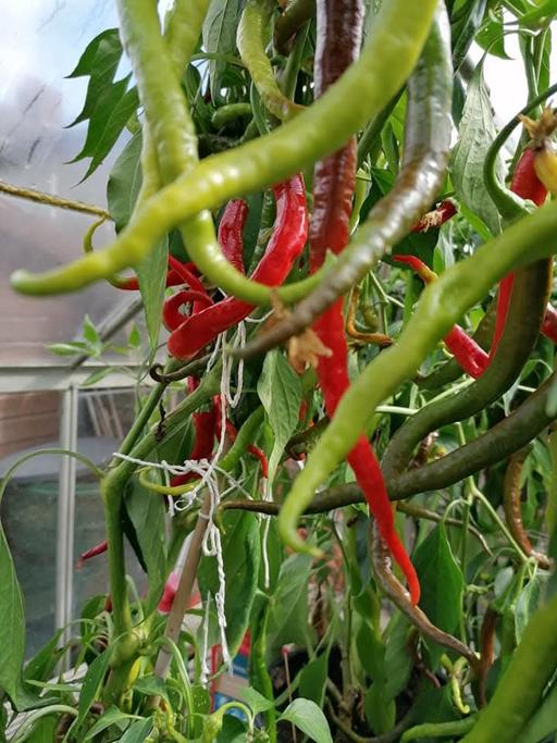 Buy & Sell Cradley Heath Sandwell - Photos for Long Chillie plants