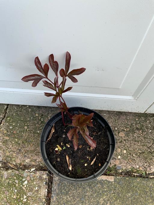 Buy & Sell Stirchley Birmingham - Photos for Paeonia Rubra plena