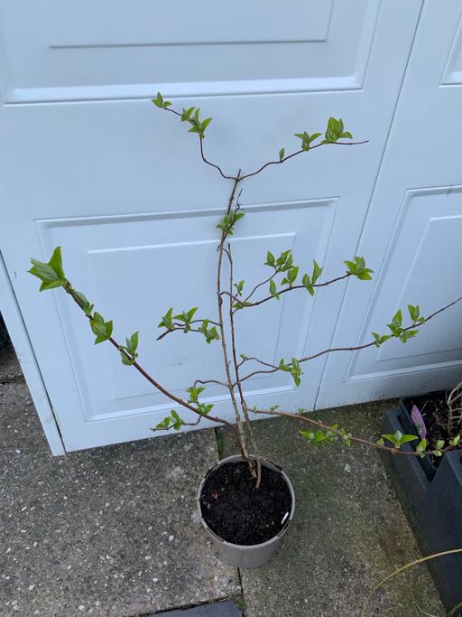 Buy & Sell Kings Heath Birmingham - Photos for Shrub DEUTZIA