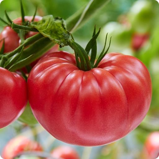 Buy & Sell Stepney East London - Photos for Rare Beef Tomato Seeds - 50 Seeds