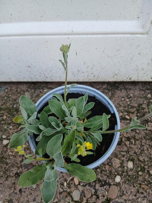 Buy & Sell Stirchley Birmingham - Photos for Allysum saxatile