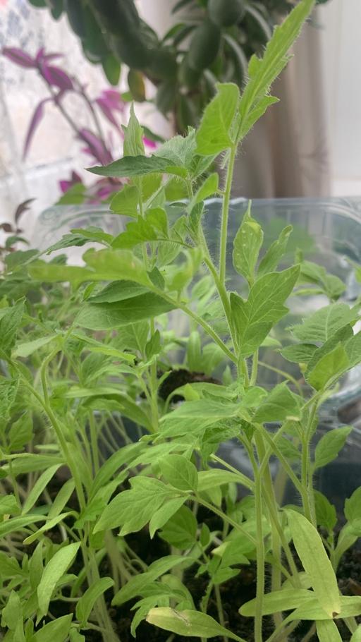 Buy & Sell Chadwell Heath Redbridge - Photos for Purple and red tomatoes