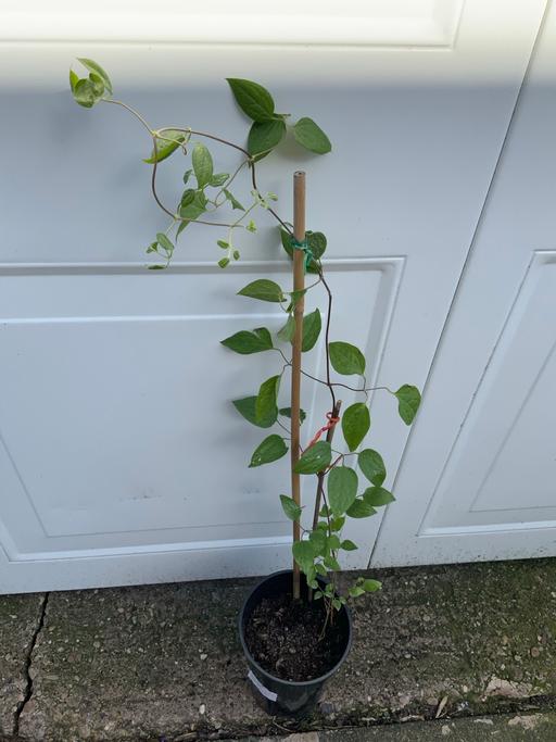 Buy & Sell Moseley Birmingham - Photos for Climber Clematis Ernest Markham.