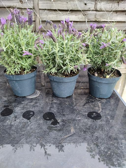 Buy & Sell Oldbury Sandwell - Photos for 🪻🪻Butterfly Lavender £4🪻🪻