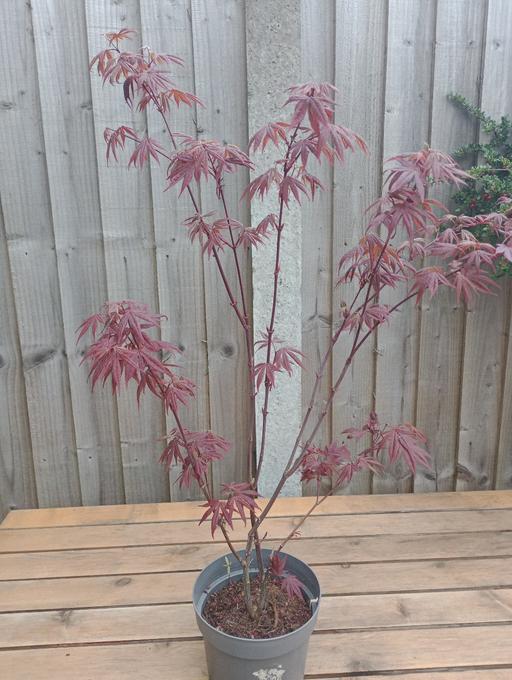 Buy & Sell Quarry Bank Dudley - Photos for ACER ATROPURPUREUM