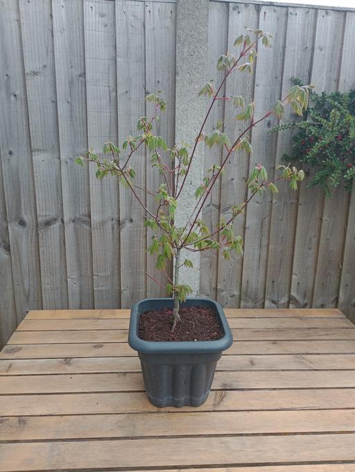 Buy & Sell Quarry Bank Dudley - Photos for ACER