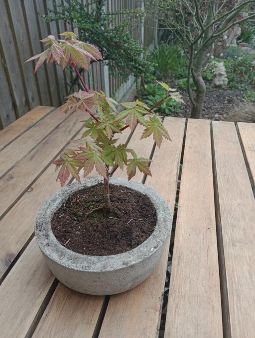 Buy & Sell Lye Dudley - Photos for ACER