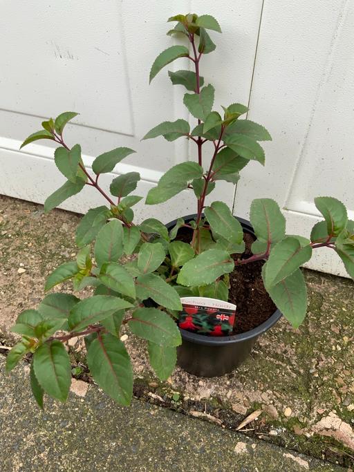 Buy & Sell Kings Heath Birmingham - Photos for Hardy Fuchsia Mrs Popple