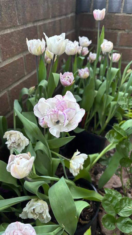Buy & Sell Alum Rock Birmingham - Photos for Tulip double Shirley bulbs in a pot